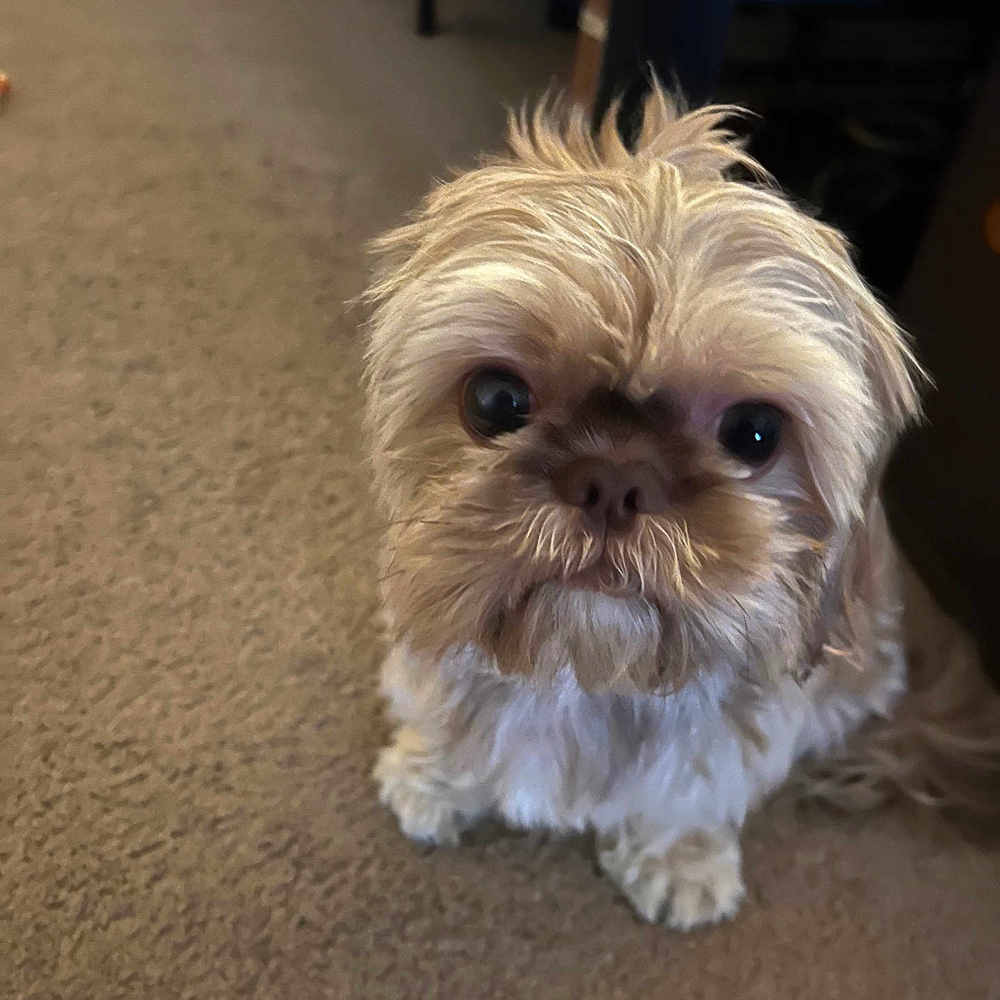 Gizmo