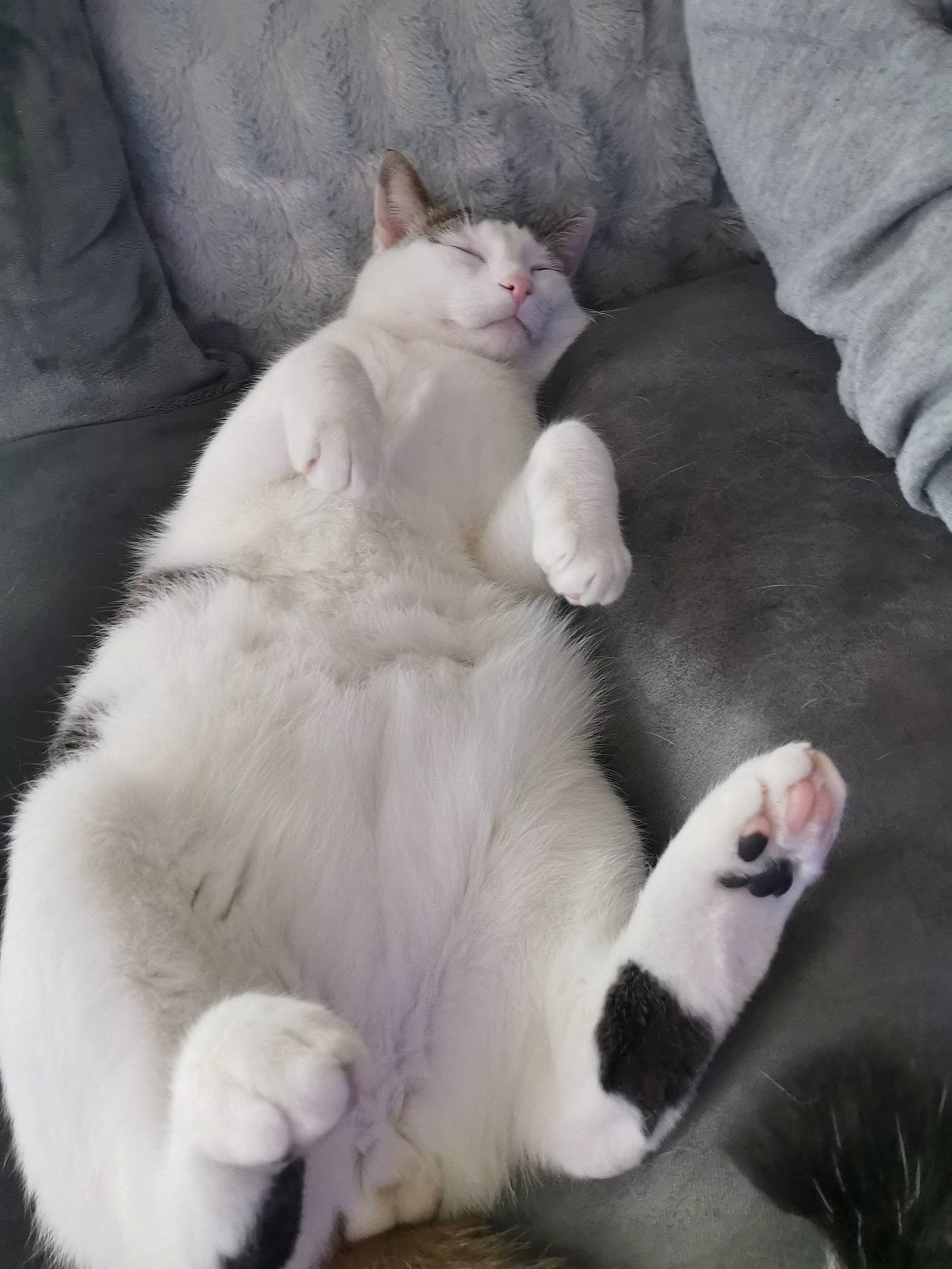 Olaf participe au concours pour gagner de l'argent avec cette photo : carnivore, cat, claw, comfort, domestic_short_haired_cat, fawn, felidae, foot, fur, grey, nap, paw, small_to_medium_sized_cats, snout, tail, terrestrial_animal, whiskers