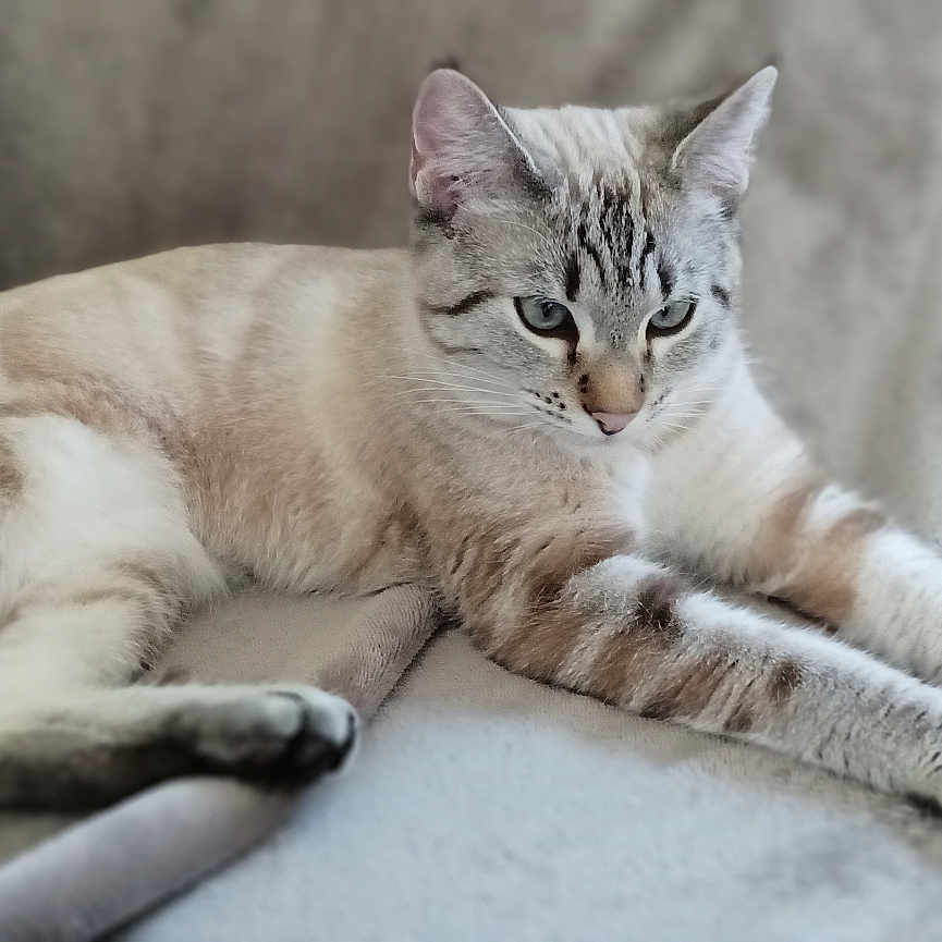 Nala