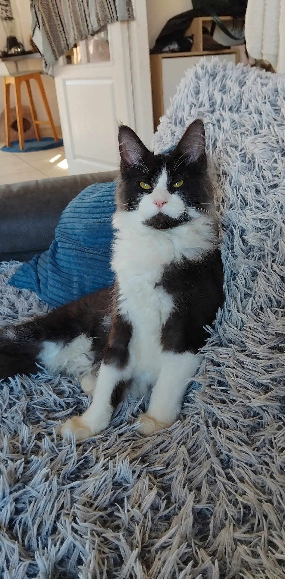 Simba