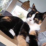 Iryss participe au concours pour gagner de l'argent avec cette photo : animal, calico_cat, cat, close_up, cozy, domestic, feline, flower_vase, fur, hanging_lamp, indoor, lamp, paws, pet, relaxed, resting, table, white_flowers, window, wooden_table