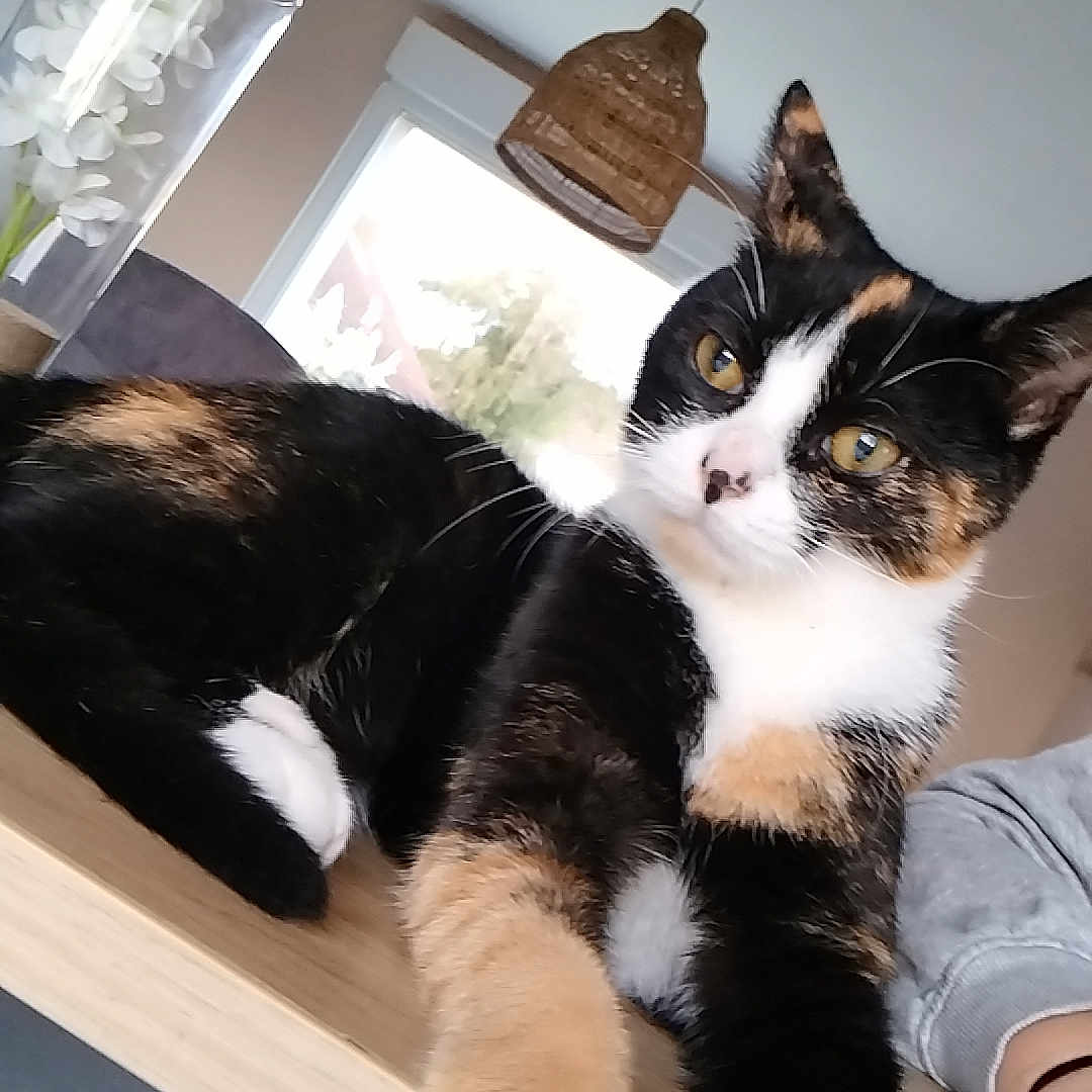 Iryss participe au concours pour gagner de l'argent avec cette photo : animal, calico_cat, cat, close_up, cozy, domestic, feline, flower_vase, fur, hanging_lamp, indoor, lamp, paws, pet, relaxed, resting, table, white_flowers, window, wooden_table