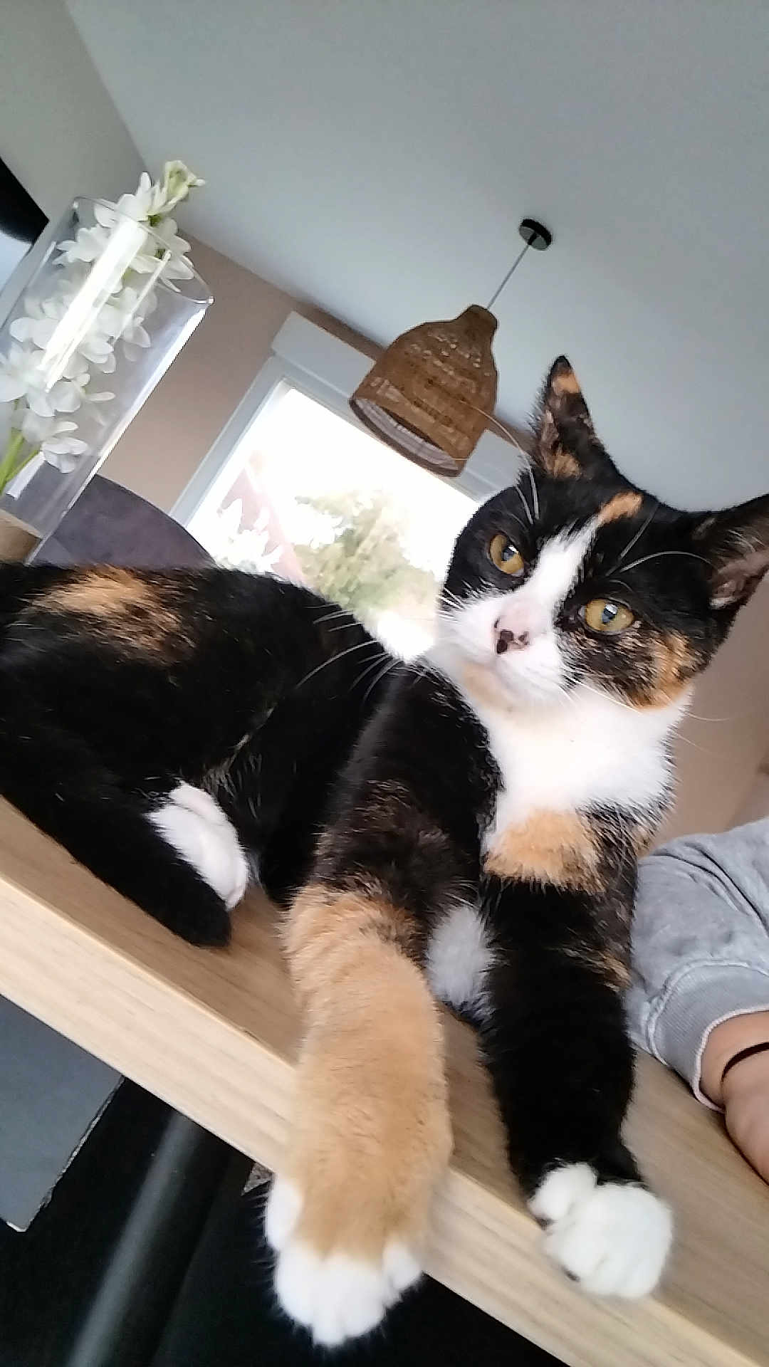 Iryss participe au concours pour gagner de l'argent avec cette photo : animal, calico_cat, cat, close_up, cozy, domestic, feline, flower_vase, fur, hanging_lamp, indoor, lamp, paws, pet, relaxed, resting, table, white_flowers, window, wooden_table