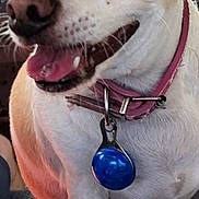 Tink Tink is registered to the contest to win money with this photo: dog, chihuahua, pet, collar, tag, blue_tag, pink_collar, tongue_out, close_up, portrait, indoor, seat, snout, eyes, whiskers, happy, smiling, small_dog, fur, muzzle