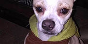 Tink Tink is registered to the contest to win money with this photo: dog, chihuahua, pet, portrait, ears, face, eyes, nose, paws, sweater, clothing, indoor, flash, low_light, close_up, couch, coffee_table, remote_control, screenshot, social_media
