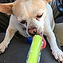 Tink Tink is registered to the contest to win money with this photo: dog, chihuahua, pet, popsicle, frozen_treat, tongue, close_up, hand, paw, seat, car_interior, steering_wheel, treat, licking, snout, ears, nails, summer, playful, plastic_wrapper