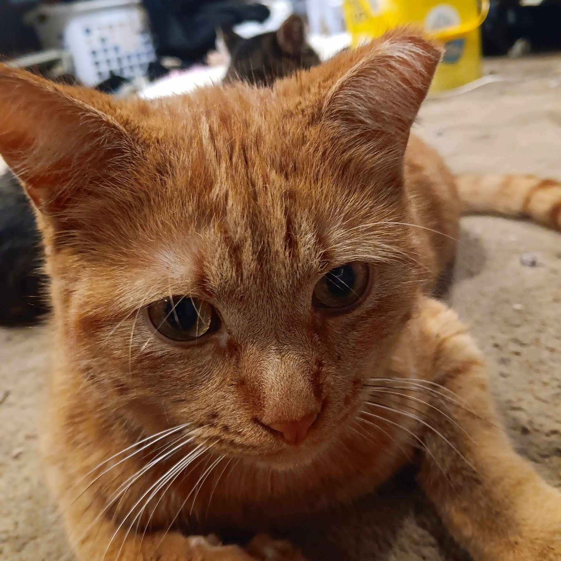 Oliver is registered to the contest to win money with this photo: abyssinian, animal, cat, hardwood, kitten, manx, pet, siamese, wood