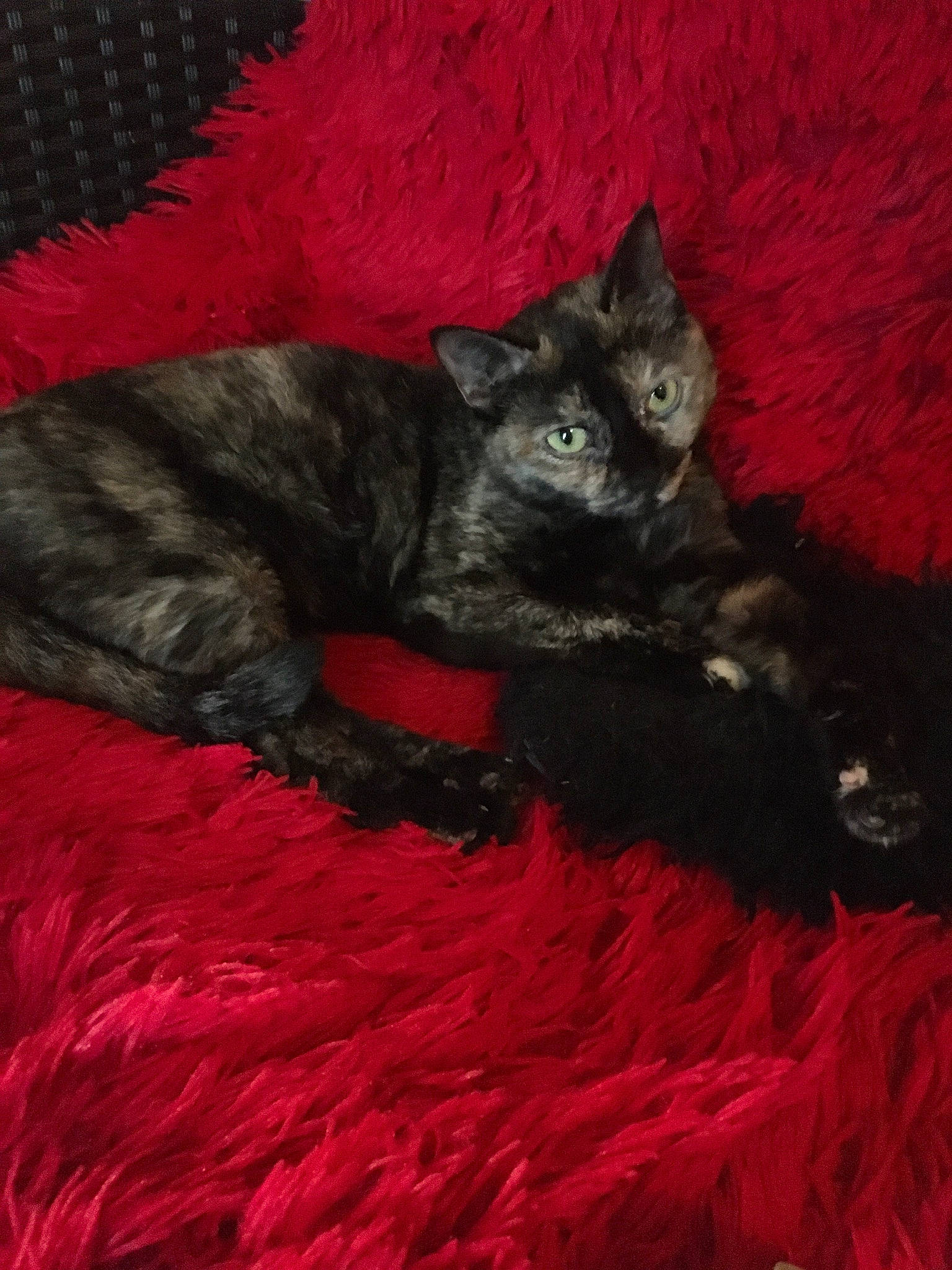 Tokyo participe au concours pour gagner de l'argent avec cette photo : asian, black_cat, carnivore, cat, claw, domestic_short_haired_cat, felidae, fur, german_rex, kitten, mammal, red, small_to_medium_sized_cats, tail, whiskers