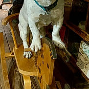 Pooky a rejoint le concours — aidez-le/la à gagner de superbes lots ! dog, rocking_horse, wooden_toy, indoor, pet, animal, black_and_white, wood_floor, furniture, collar, toy, rustic, vintage, curious, standing, looking_at_camera, decor, shelf, household, closeup
