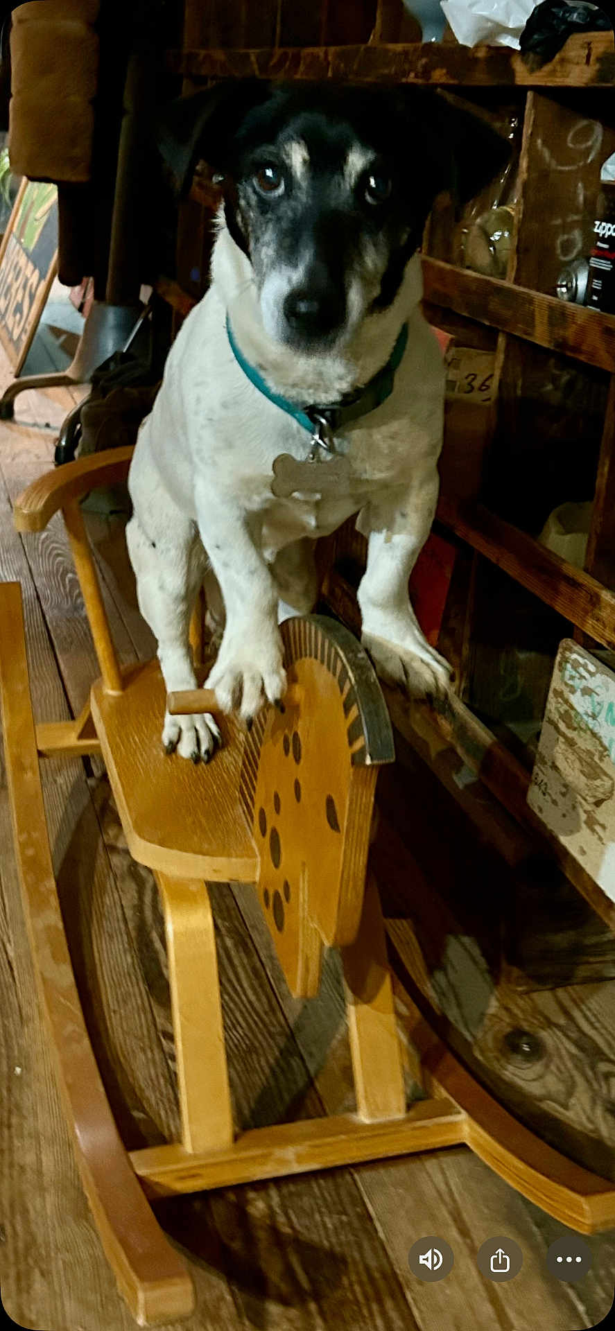 Pooky a rejoint le concours — aidez-le/la à gagner de superbes lots ! dog, rocking_horse, wooden_toy, indoor, pet, animal, black_and_white, wood_floor, furniture, collar, toy, rustic, vintage, curious, standing, looking_at_camera, decor, shelf, household, closeup