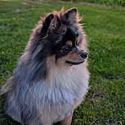 Locky participe au concours pour gagner de l'argent avec cette photo : dog, pomeranian, fluffy, grass, sunset, outdoor, pet, canine, animal, nature, field, fur, side_view, peaceful, scenic, sky, sun, village, evening, portrait
