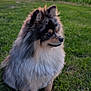 dog, pomeranian, fluffy, grass, sunset, outdoor, pet, canine, animal, nature, field, fur, side_view, peaceful, scenic, sky, sun, village, evening, portrait