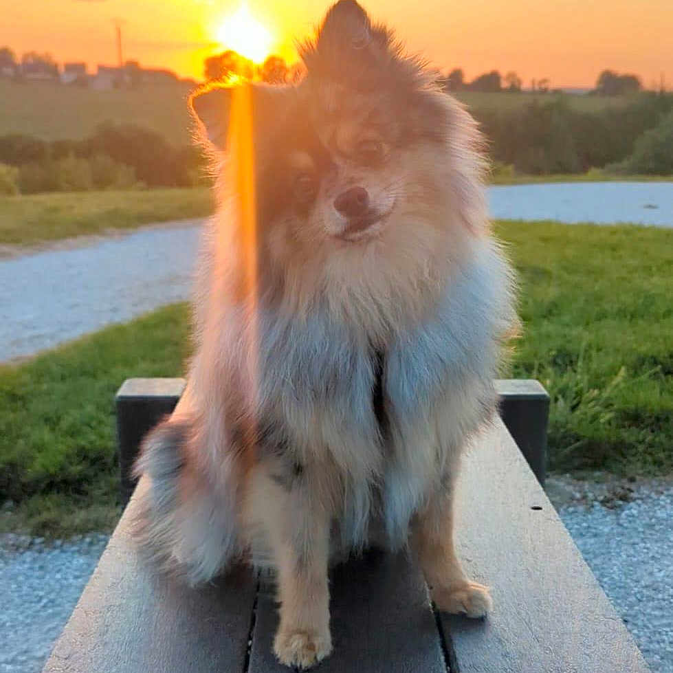 Locky participe au concours pour gagner de l'argent avec cette photo : animal, bench, cute, dog, evening, fluffy, fur, grass, lens_flare, nature, outdoor, park, path, pet, portrait, scenic, sitting, sky, sunlight, sunset