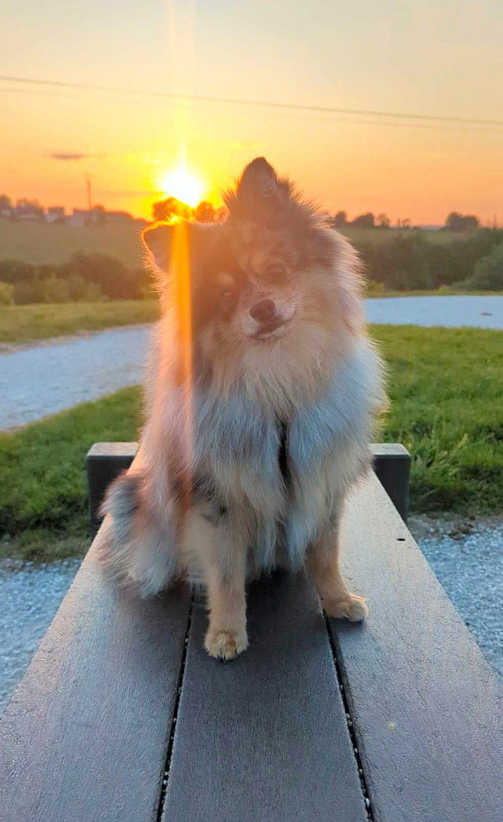 Locky participe au concours pour gagner de l'argent avec cette photo : dog, sunset, outdoor, bench, fluffy, fur, nature, grass, path, sunlight, lens_flare, animal, pet, park, sky, evening, portrait, sitting, cute, scenic