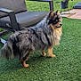 animal, artificial_lawn, backyard, canine, chair, dog, fence, flower, fluffy, garden, grass, greenery, nature, outdoor, pet, pomeranian, potted_plant, small_dog, sunlight, tree