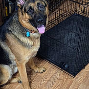 Odin joined the competition — help win amazing prizes! animal, canine, collar, companion, crate, dog, domestic, ears_up, floor, furniture, german_shepherd, happy, household, indoor, looking_at_camera, pet, sitting, tag, tongue_out, wooden_floor