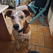 Icare a rejoint le concours — aidez-le/la à gagner de superbes lots ! dog, indoor, floor, tile, chair, table, bag, pet, brown, white, ears, collar, looking_up, curious, home, furniture, animal, mammal, floor_tiles, domestic