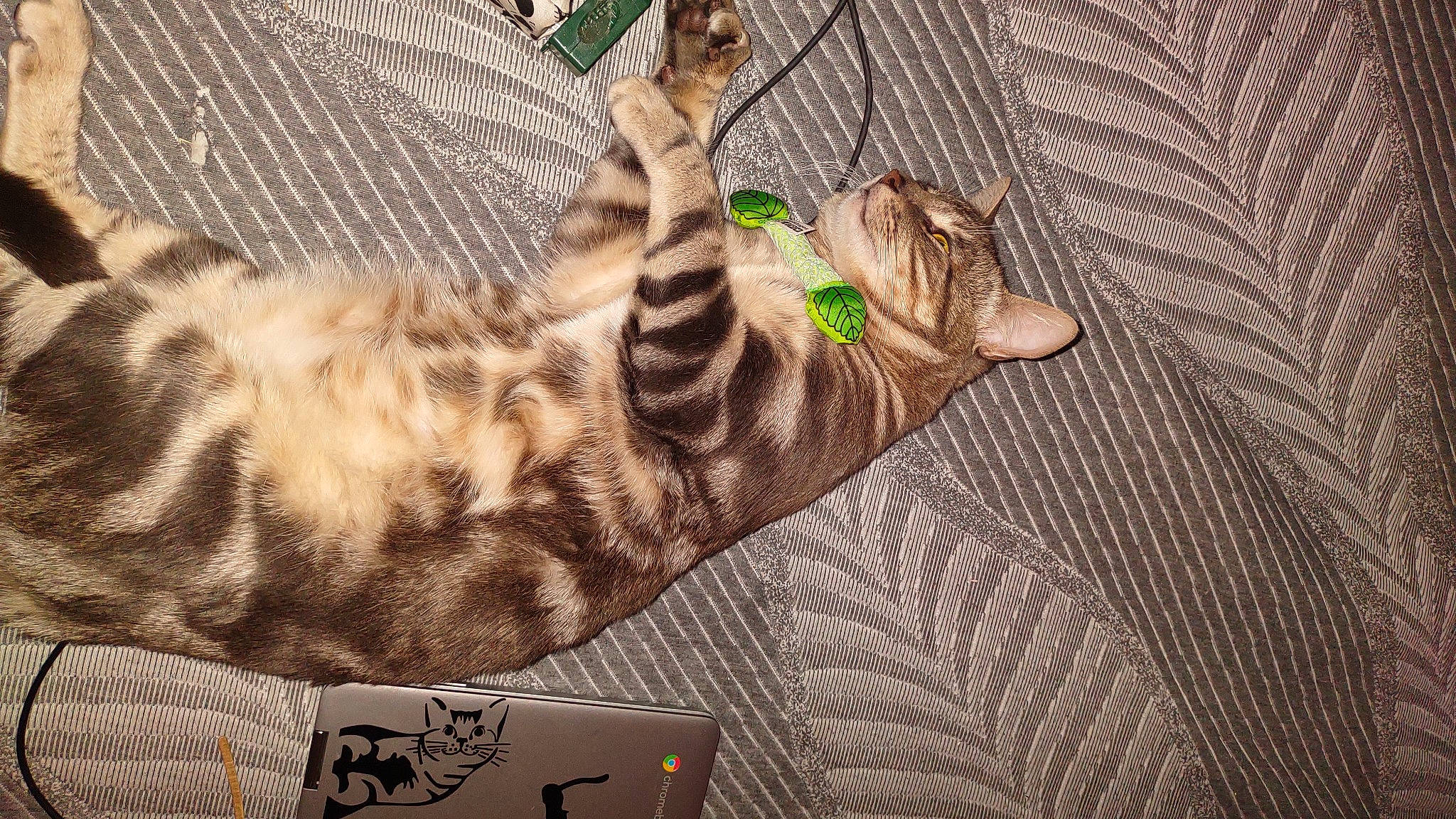 Tiger joined the competition — help win amazing prizes! big_cats, brown, carnivore, cat, fawn, felidae, fur, giraffidae, linens, military_camouflage, pattern, sleeve, small_to_medium_sized_cats, snout, tail, terrestrial_animal, vertebrate, whiskers, wildlife, wood