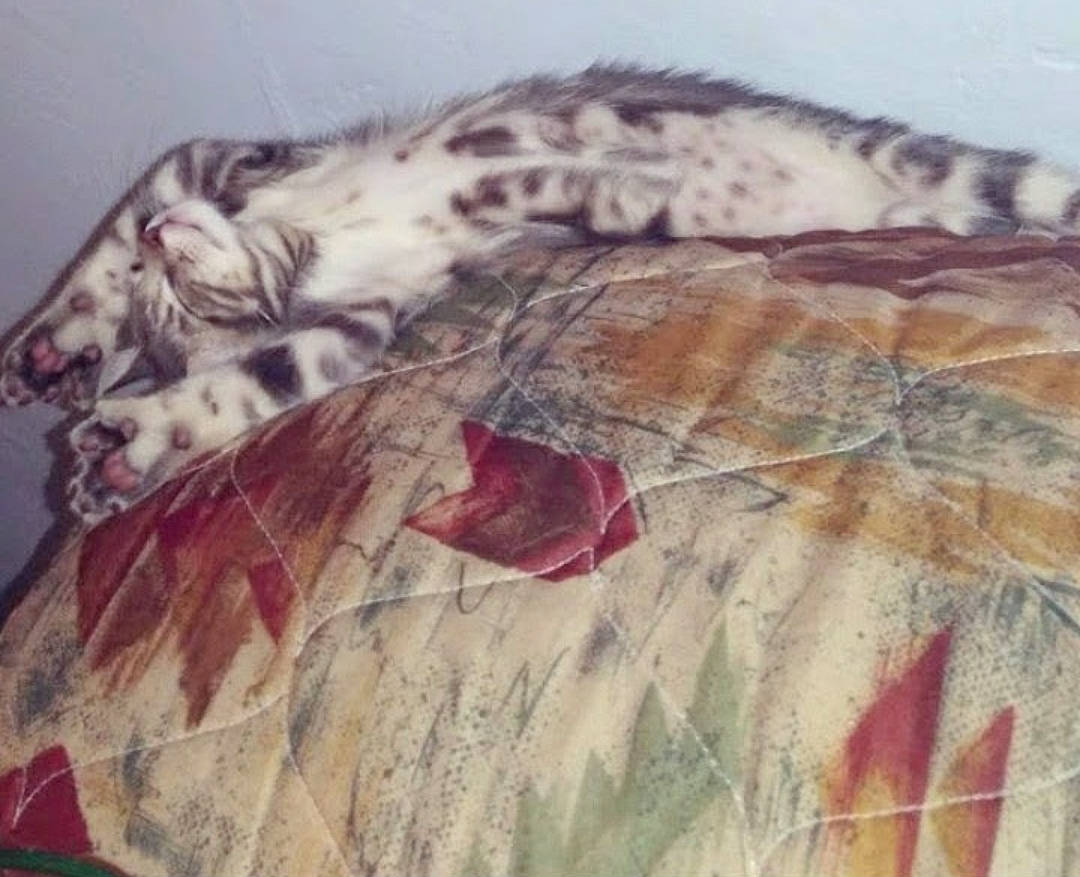 Tiger joined the competition — help win amazing prizes! art, big_cats, carnivore, dress, eye, fawn, feather, felidae, hair, head, leopard, military_camouflage, pattern, sleeve, small_to_medium_sized_cats, tail, terrestrial_animal, textile, whiskers, wood