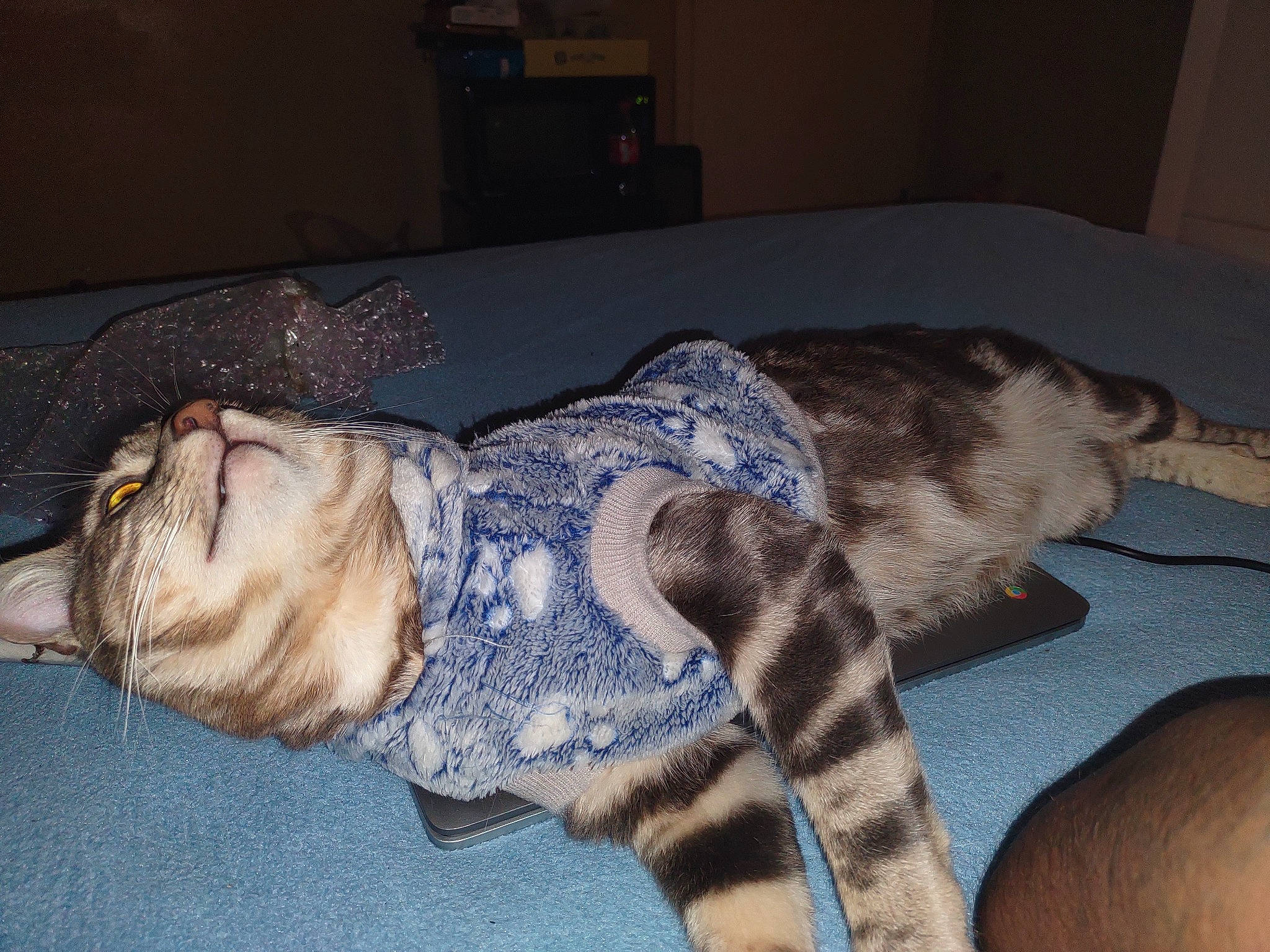 Tiger is registered to the contest to win money with this photo: canidae, carnivore, cat, claw, comfort, couch, dog_breed, domestic_short_haired_cat, fawn, felidae, fur, military_camouflage, paw, small_to_medium_sized_cats, snout, sporting_group, tail, terrestrial_animal, whiskers, wood