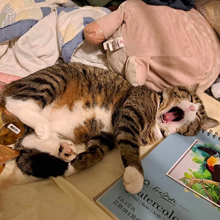 Timothy is registered to the contest to win money with this photo: animal, bed, bird, blanket, book, cat, couch, cushion, face, furniture, head, homedecor, kitten, person, pet, photography, portrait, publication, sleeping, text