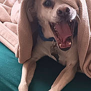Buster joined the competition — help win amazing prizes! dog, blanket, bed, pet, animal, canine, fur, mouth_open, yawning, collar, tag, paws, cozy, indoor, resting, cute, playful, fur_texture, teal_bed, blanket_fold