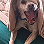 dog, blanket, bed, pet, animal, canine, fur, mouth_open, yawning, collar, tag, paws, cozy, indoor, resting, cute, playful, fur_texture, teal_bed, blanket_fold