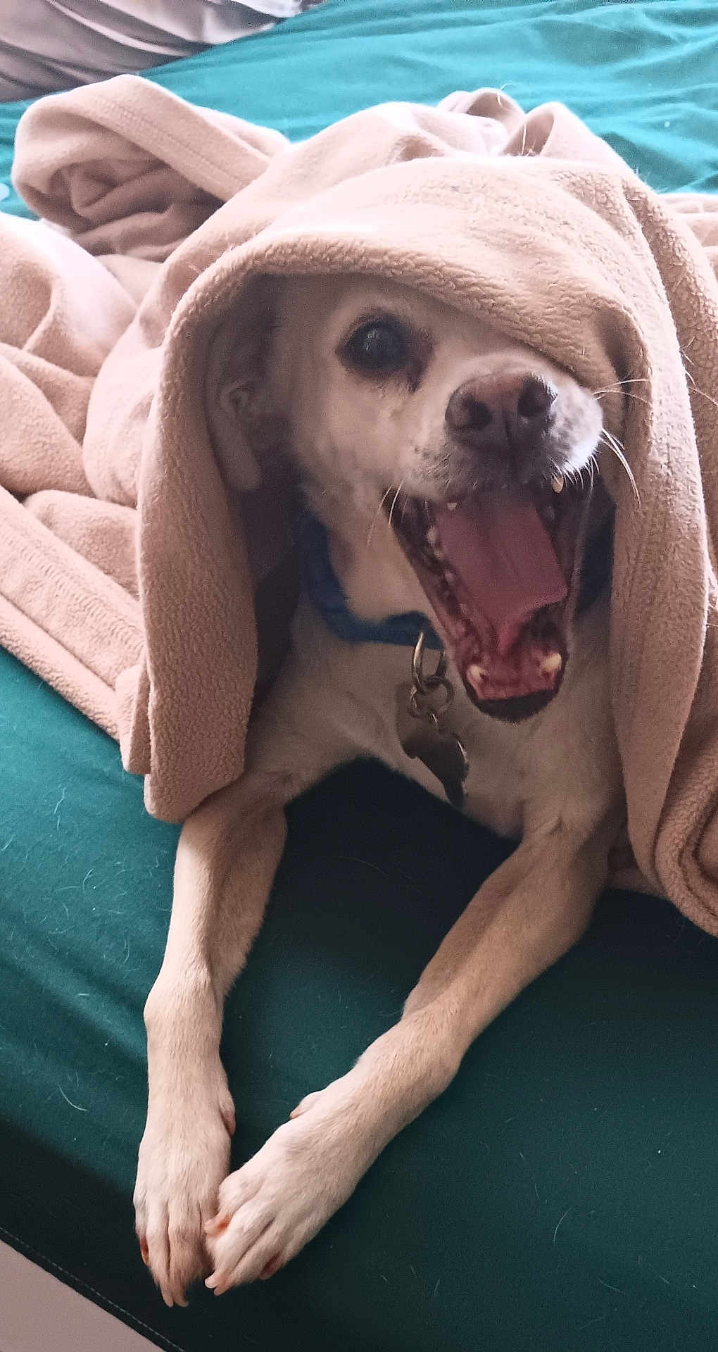 Buster joined the competition — help win amazing prizes! dog, blanket, bed, pet, animal, canine, fur, mouth_open, yawning, collar, tag, paws, cozy, indoor, resting, cute, playful, fur_texture, teal_bed, blanket_fold