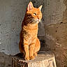 Moka participe au concours pour gagner de l'argent avec cette photo : cat, orange_cat, ginger_cat, animal, pet, feline, sitting, portrait, whiskers, green_eyes, pointed_ears, fur, sunlight, outdoor, rustic, tree_stump, wood, stone_wall, weathered_background, closeup