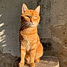 Moka participe au concours pour gagner de l'argent avec cette photo : cat, ginger_cat, orange_fur, tabby, animal, pet, sitting, tree_stump, wood, rustic, outdoor, sunlight, portrait, whiskers, green_eyes, ears, striped_fur, weathered_wall, closeup, natural_light