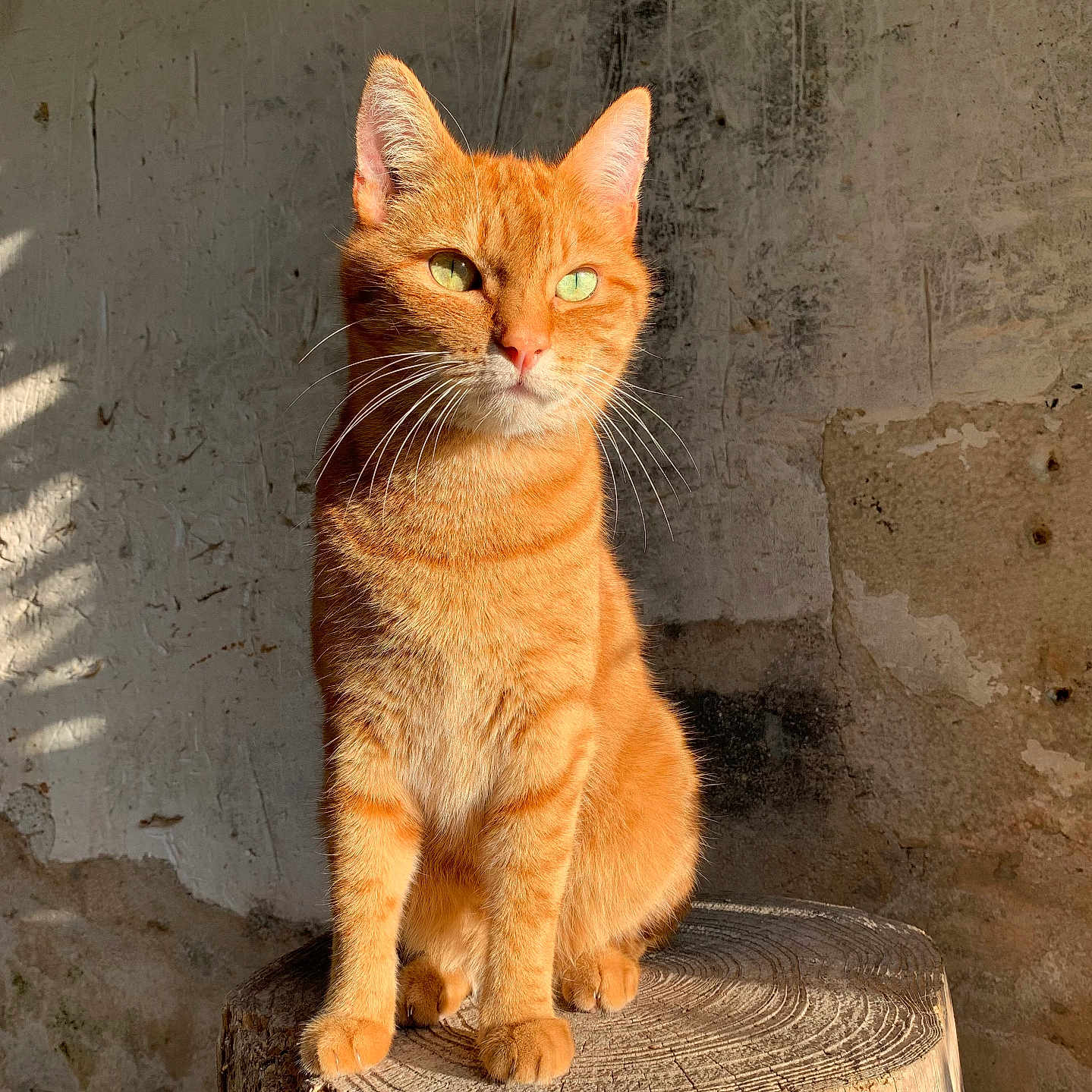Moka participe au concours pour gagner de l'argent avec cette photo : cat, ginger_cat, orange_fur, tabby, animal, pet, sitting, tree_stump, wood, rustic, outdoor, sunlight, portrait, whiskers, green_eyes, ears, striped_fur, weathered_wall, closeup, natural_light