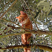 Moka participe au concours pour gagner de l'argent avec cette photo : cat, ginger_cat, orange_fur, animal, pet, tree, olive_tree, branches, leaves, foliage, outdoor, nature, wildlife, portrait, looking_down, perched, climbing, greenery, sunlight, whiskers