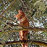 cat, ginger_cat, orange_fur, animal, pet, tree, olive_tree, branches, leaves, foliage, outdoor, nature, wildlife, portrait, looking_down, perched, climbing, greenery, sunlight, whiskers