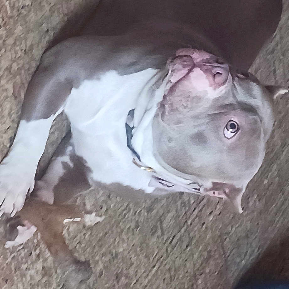 Lola