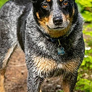 Daisey is registered to the contest to win money with this photo: dog, australian_cattle_dog, heeler, canine, pet, animal, portrait, standing, outdoors, forest, greenery, nature, path, fur, black_and_white, brown_markings, upright_ears, collar, tag, alert
