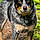 Daisey