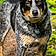 Daisey