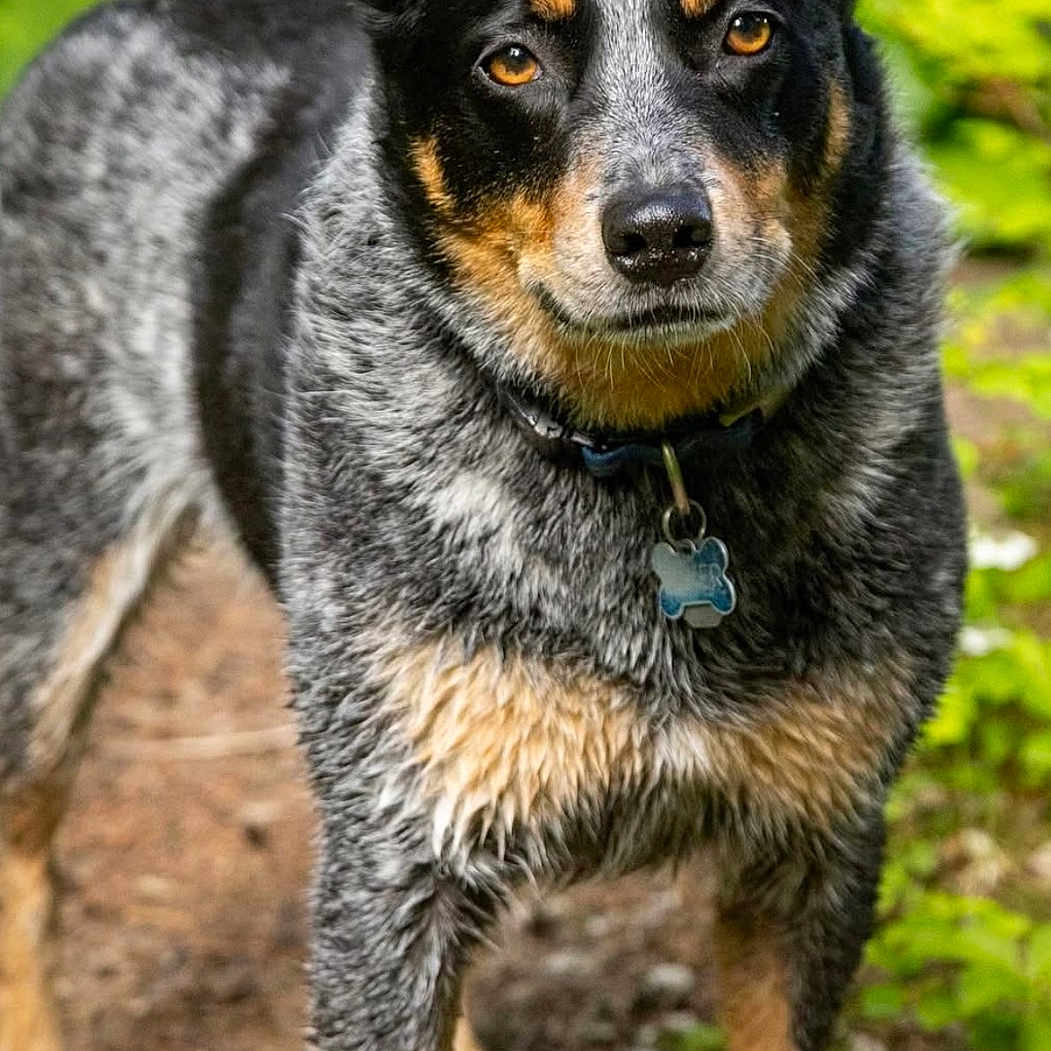 Daisey