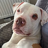 Ice participe au concours pour gagner de l'argent avec cette photo : dog, white, brown, close_up, portrait, pet, indoor, blanket, quilt, radiator, fur, snout, ears, eyes, relaxed, resting, muzzle, companion, animal, cute