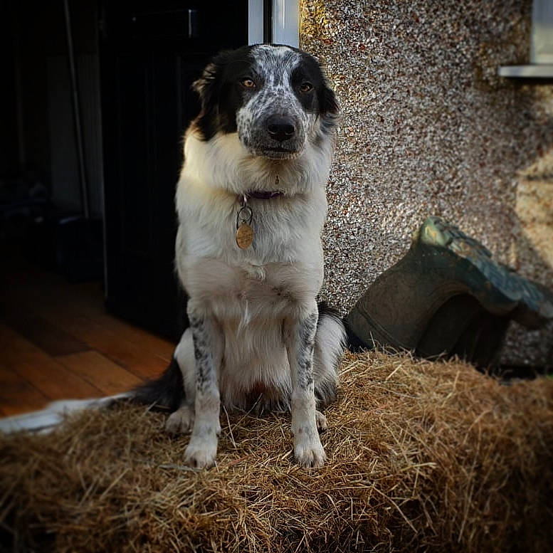 Fly joined the competition — help win amazing prizes! canidae, carnivore, companion_dog, dog, dog_breed, mammal, rare_breed_dog, sporting_group, tornjak, vertebrate