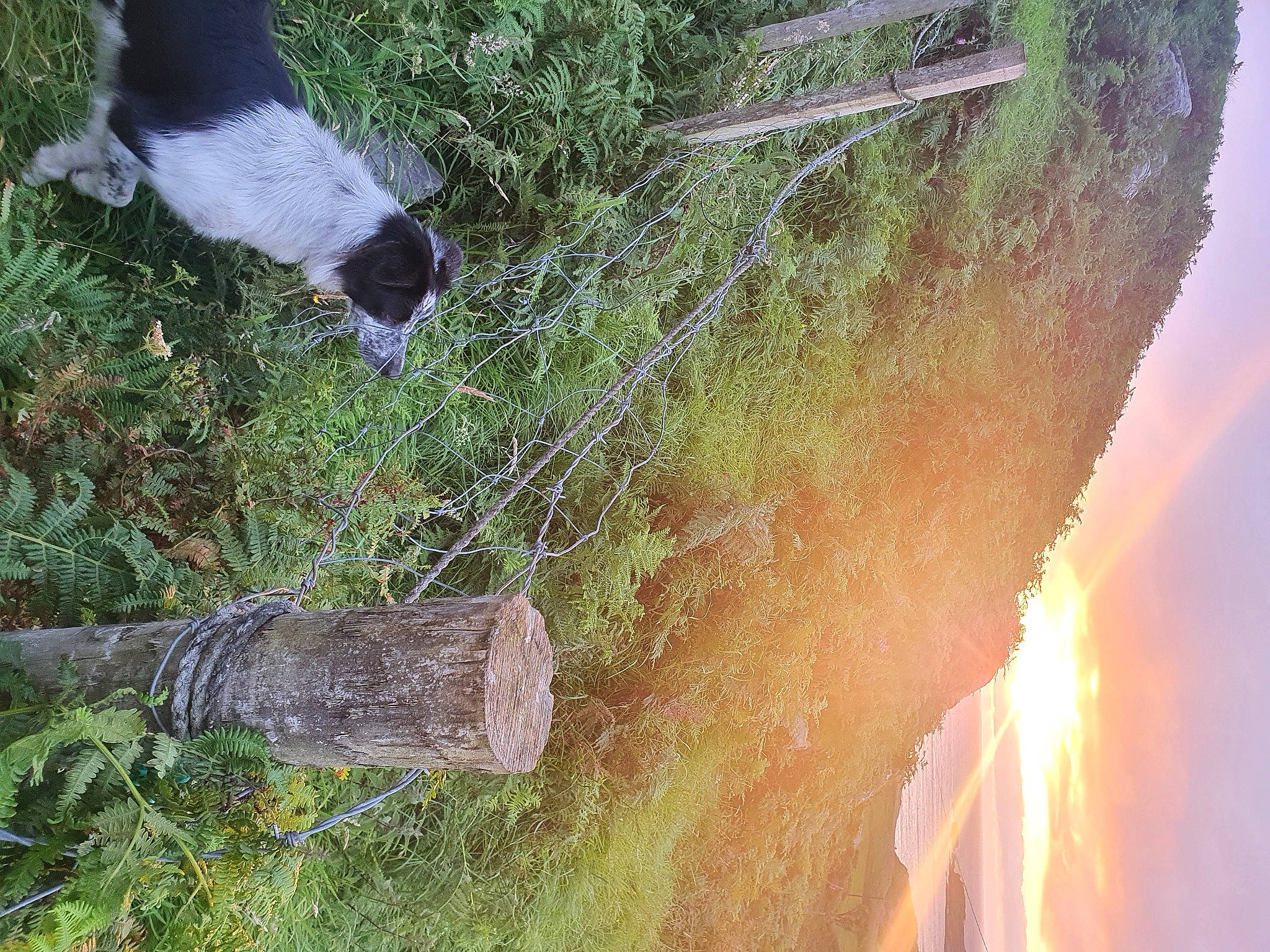 Fly is registered to the contest to win money with this photo: canidae, carnivore, grass, plant, sporting_group, tail, water