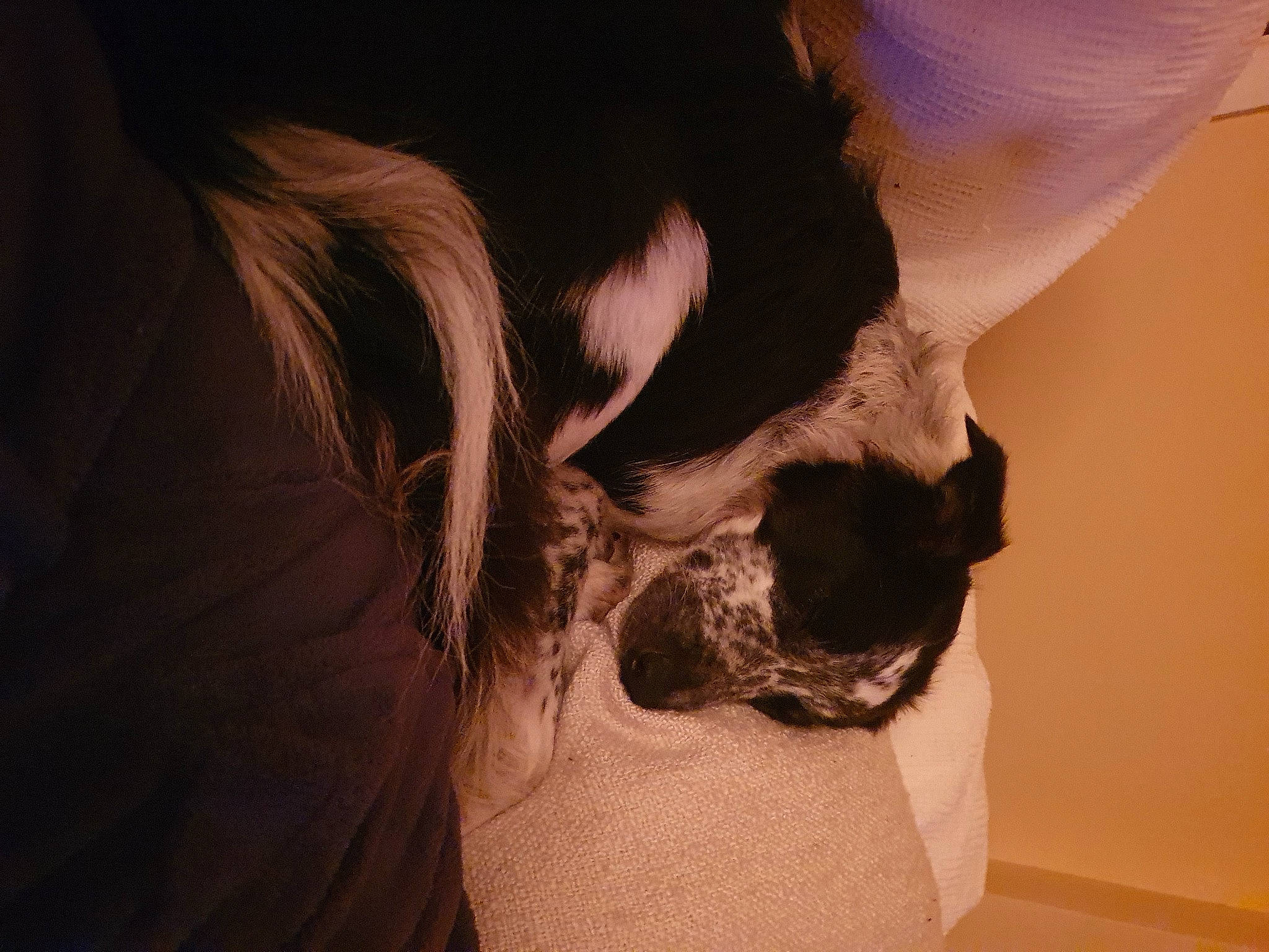 Fly joined the competition — help win amazing prizes! boston_terrier, canidae, carnivore, companion_dog, dog, dog_breed, ear, fawn, hair, hand, neck, non_sporting_group, nose, puppy, skin, snout, tail