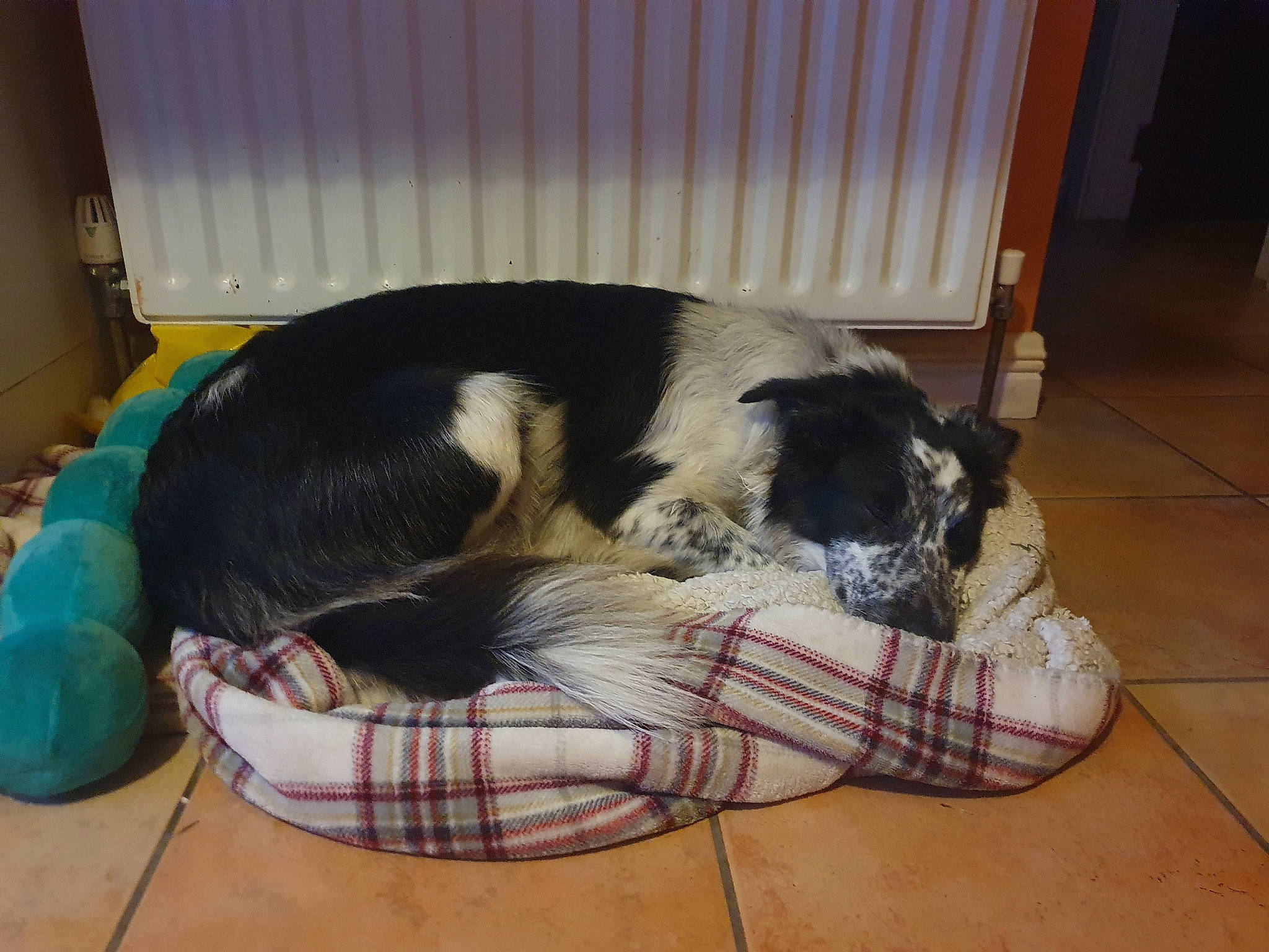 Fly is registered to the contest to win money with this photo: canidae, carnivore, companion_dog, dog, dog_breed, mammal, nap, sporting_group, stabyhoun