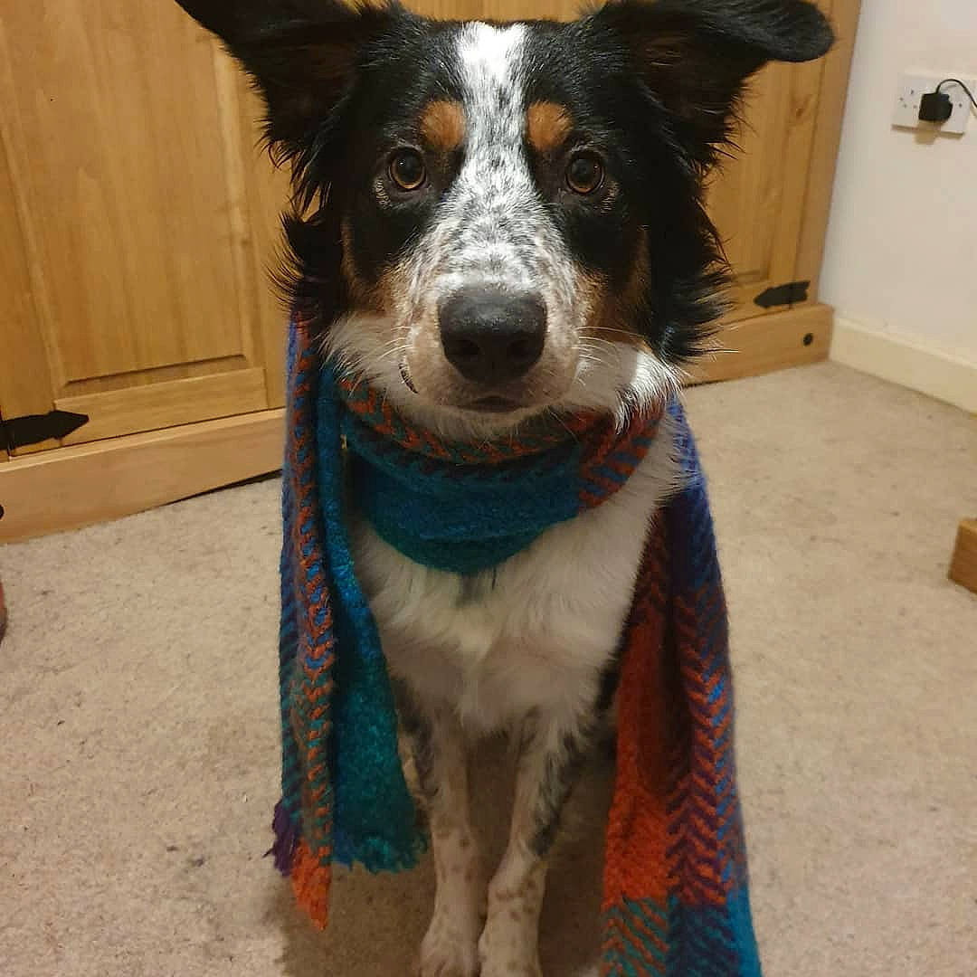 Ace joined the competition — help win amazing prizes! australian_collie, border_collie, canidae, carnivore, companion_dog, dog, dog_breed, herding_dog, koolie, mammal, mcnab, snout, texas_heeler, vertebrate, welsh_sheepdog, working_dog