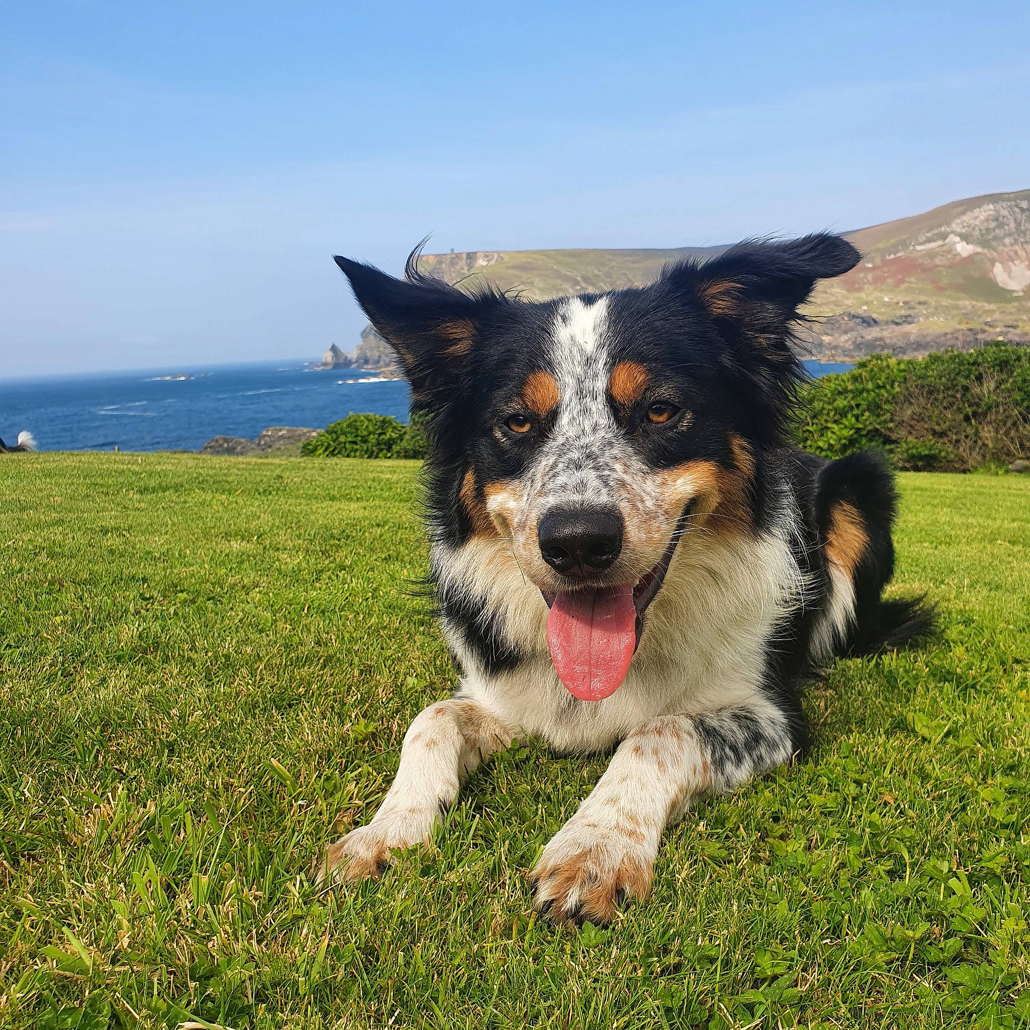 Ace is registered to the contest to win money with this photo: australian_cattle_dog, australian_collie, australian_shepherd, border_collie, canidae, carnivore, companion_dog, dog, dog_breed, english_shepherd, grass, herding_dog, koolie, mammal, rare_breed_dog, sporting_group, texas_heeler, vertebrate, welsh_sheepdog, working_dog