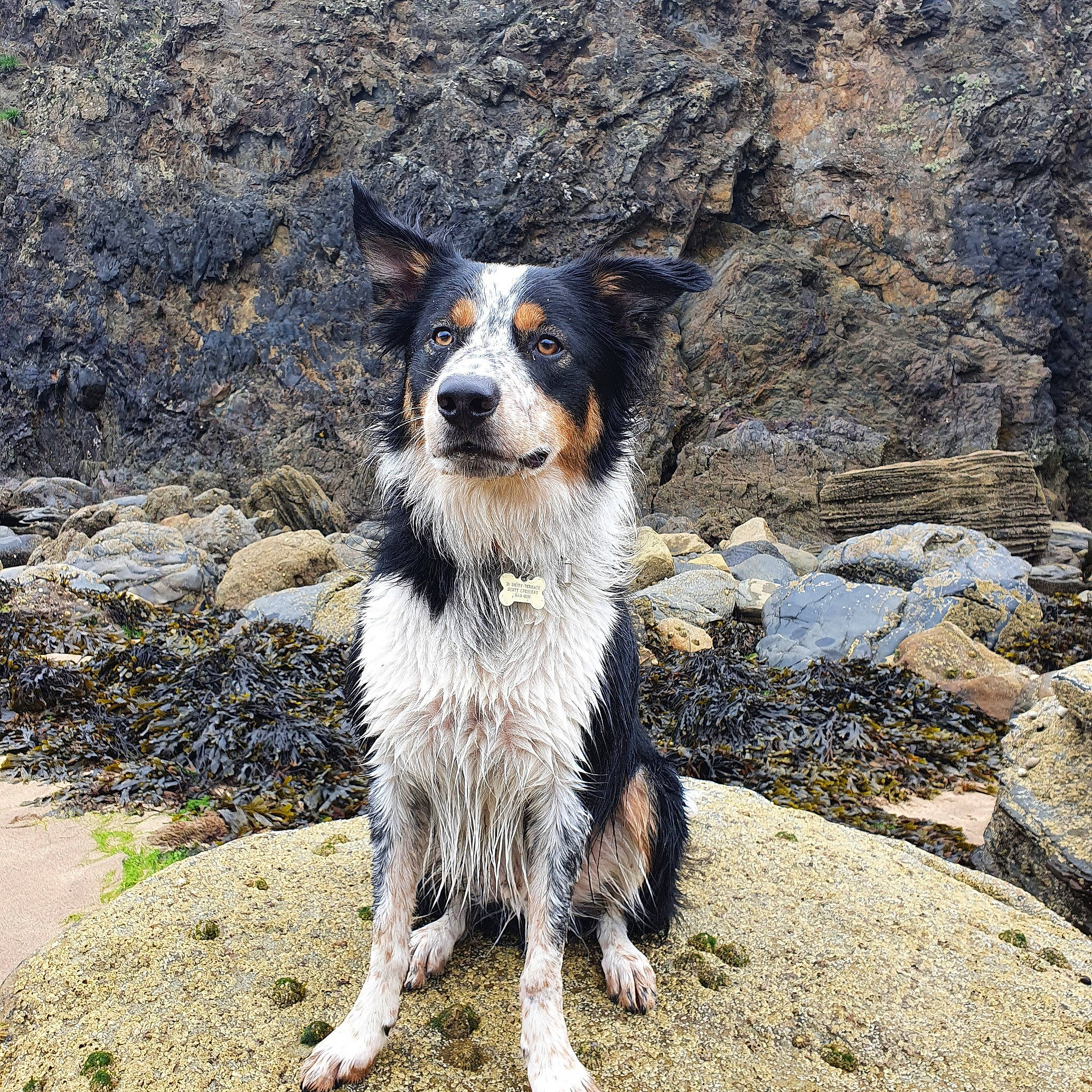 Ace joined the competition — help win amazing prizes! australian_cattle_dog, australian_collie, australian_shepherd, border_collie, canidae, carnivore, companion_dog, dog, dog_breed, english_shepherd, herding_dog, mammal, rare_breed_dog, sporting_group, texas_heeler, vertebrate, welsh_sheepdog, working_dog