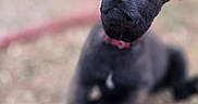 Nahya participe au concours pour gagner de l'argent avec cette photo : adorable, animal, black_dog, blurred_background, collar, cute, daylight, dog, ears, fur, grass, ground, looking_up, lying_down, nature, outdoor, pet, puppy, stones, young_dog