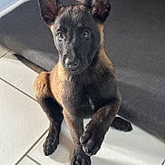 Nahya a rejoint le concours — aidez-le/la à gagner de superbes lots ! alert, animal, belgian_malinois, black_and_tan, close_up, dog, home, indoor, laundry_basket, looking_at_camera, natural_light, paws, pet, pointed_ears, portrait, puppy, sitting, sofa, tail, tile_floor