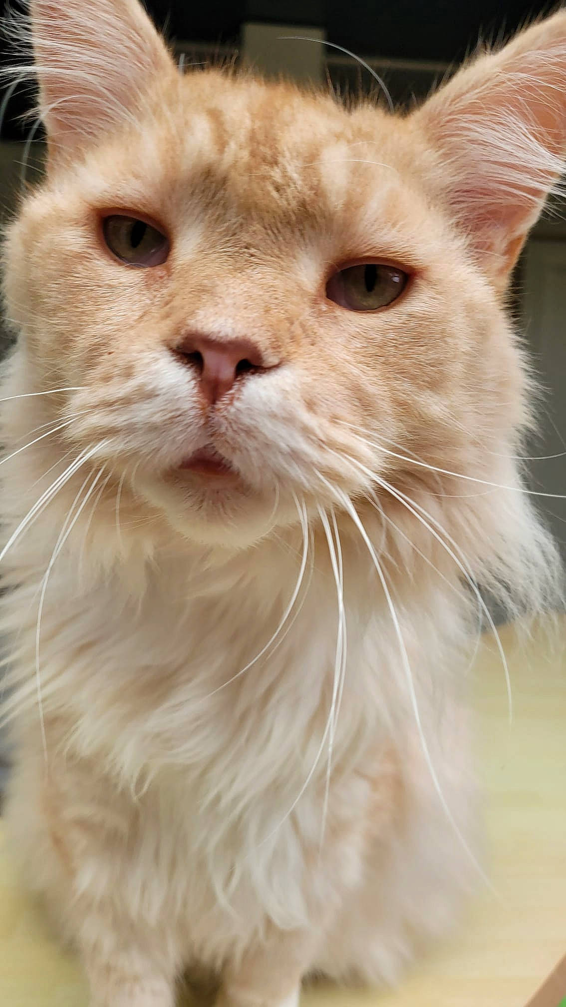 Jazz a rejoint le concours — aidez-le/la à gagner de superbes lots ! carnivore, cat, close_up, domestic_short_haired_cat, fawn, felidae, fur, grass, iris, small_to_medium_sized_cats, snout, terrestrial_animal, whiskers, window