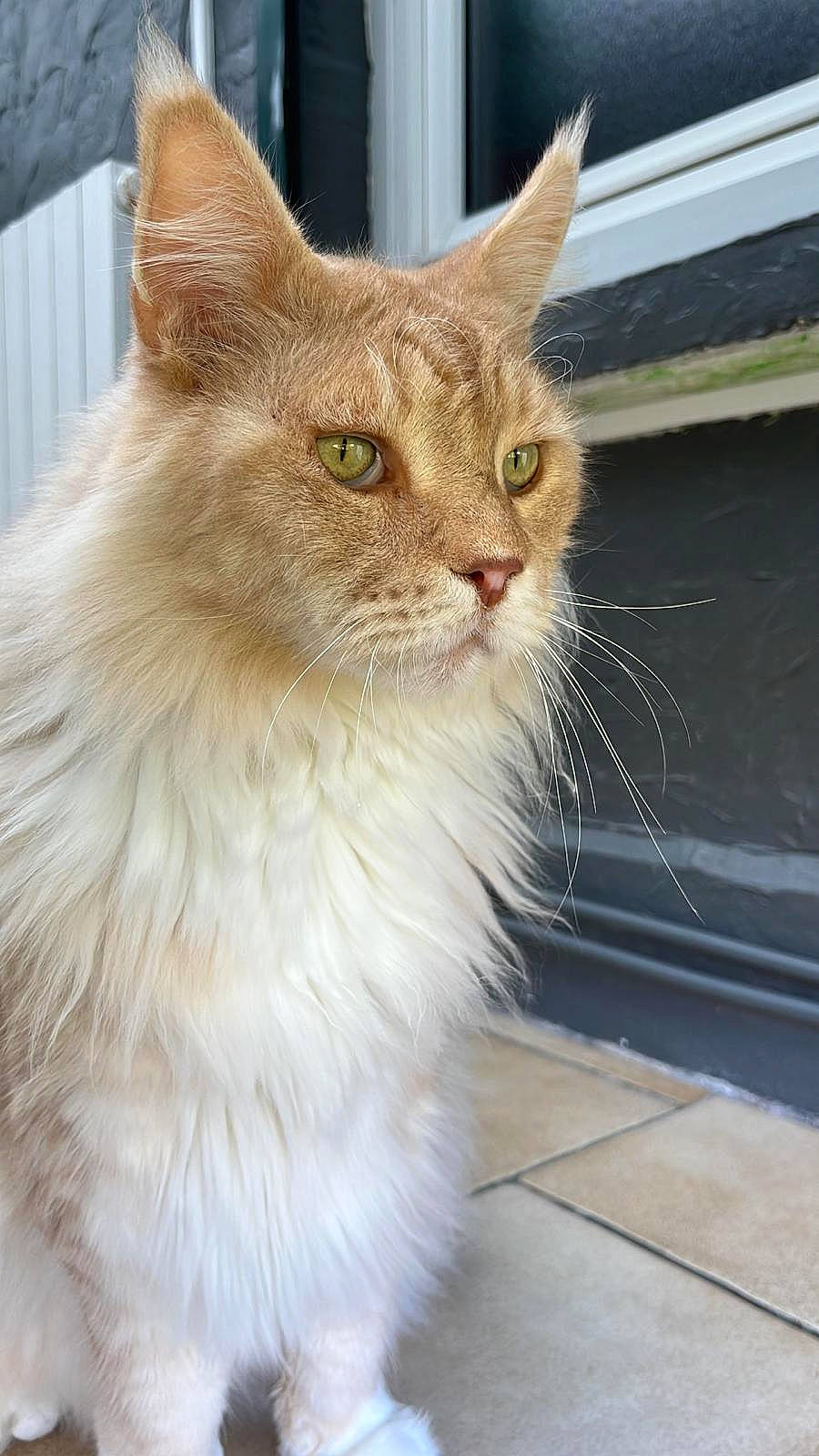 Jazz participe au concours pour gagner de l'argent avec cette photo : carnivore, cat, domestic_short_haired_cat, felidae, fur, small_to_medium_sized_cats, snout, whiskers, window